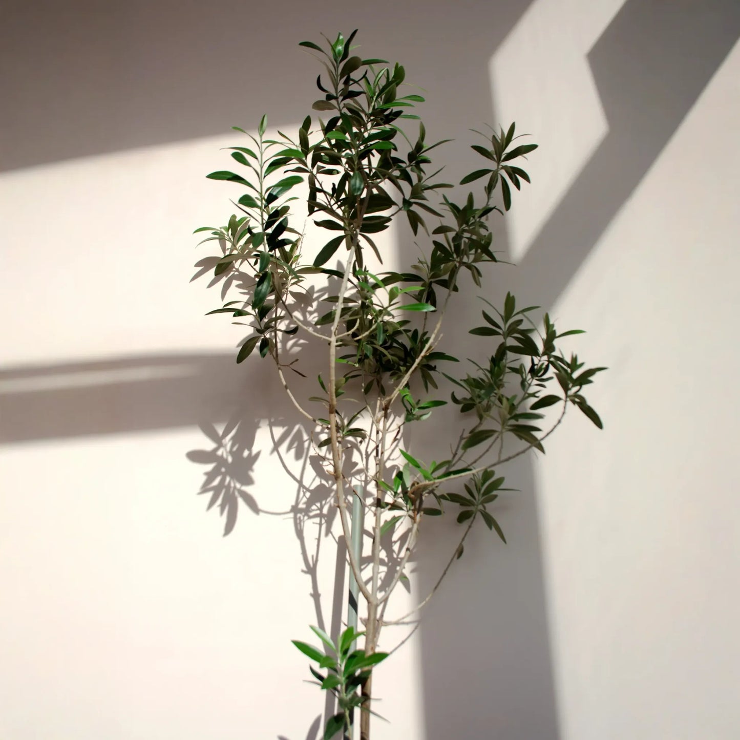 Olive 'Arbequina' (Olea europea)