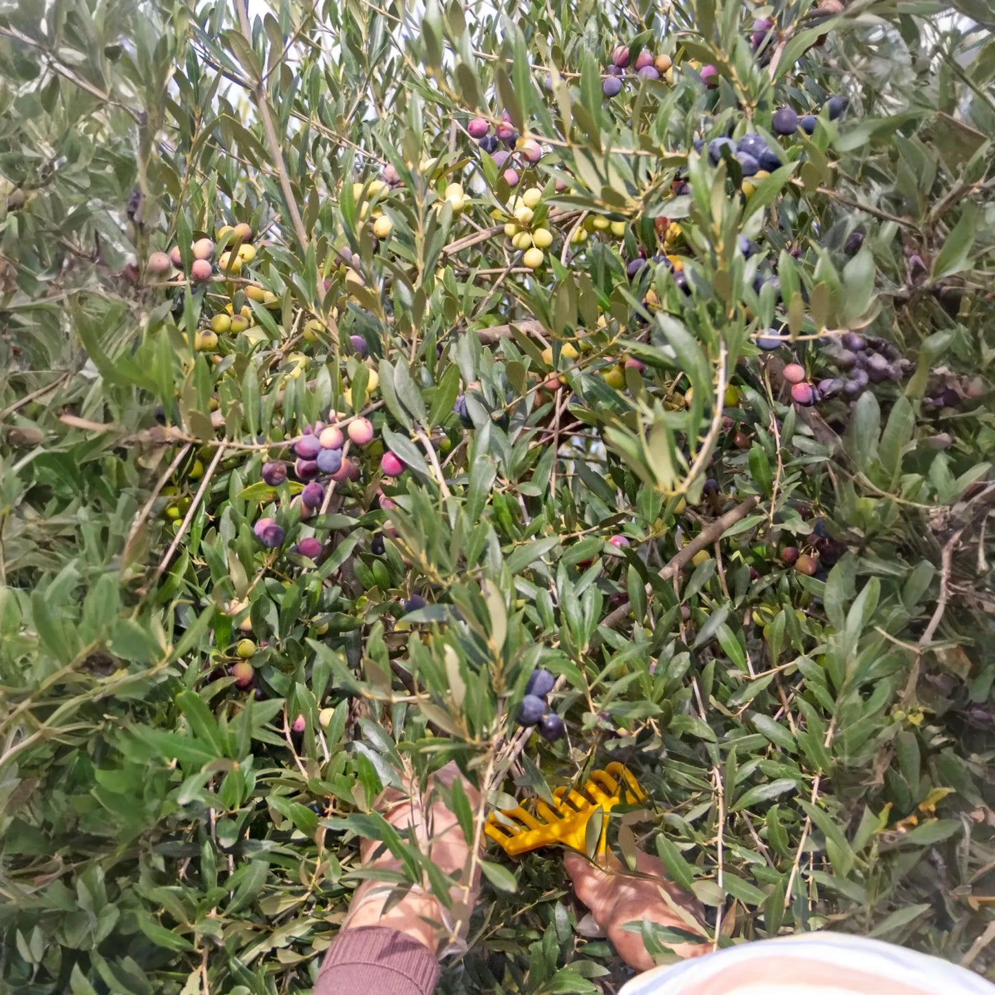 Olive 'Arbequina' (Olea europea)