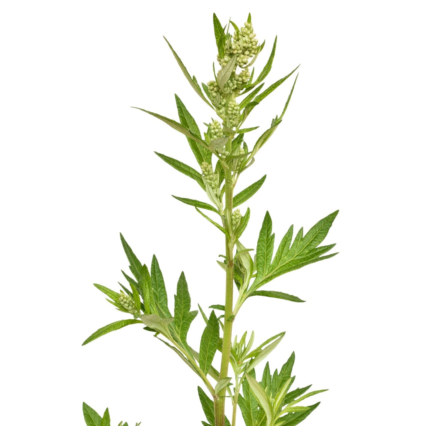 Mugwort Essential Oil
