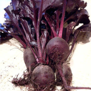BEET Seeds, Bull's Blood