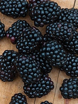 Blackberry, Thorn-free, 'Apache' (12-18 inch bare root plant)