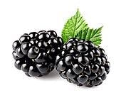 Blackberry, Thorn-free 'Arapaho' (12-18 inch bare root plant)