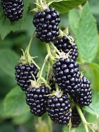 Blackberry, Thorn-free 'Natchez' (12-18 inch bare root plant)