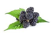 Blackberry, Thorn-free 'Osage' (12-18 inch bare root plant)
