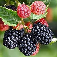 Blackberry, Thorn-free 'Ouachita' (12-18 inch bare root plant)