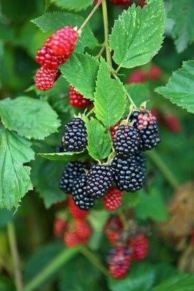 Blackberry, Thorn-free 'Triple Crown' (12-18 inch bare root plant)