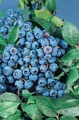 Blueberry, Northern Highbush 'Bluecrop' (2-year, 16-20 inch, 1-liter)