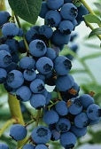 Blueberry, Northern Highbush 'Blue Ray' (2-year, 16-20 inch, 1-liter)