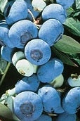 CHANDLER BLUEBERRY  ((SOLD OUT))