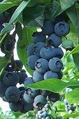 Blueberry, Northern Highbush 'Duke' (2-year, 16-20 inch, 1-liter)