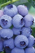 Blueberry, Northern Highbush 'Patriot' (2-year, 16-20 inch, 1-liter)