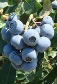 Blueberry, Northern Highbush 'Elliot' (2-year, 16-20 inch, 1-liter)