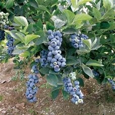 Blueberry, Southern Highbush 'Biloxi' (2-year, 16-20 inch, 1-liter)