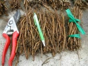 Blackberry Root Cuttings (100 root cuttings)