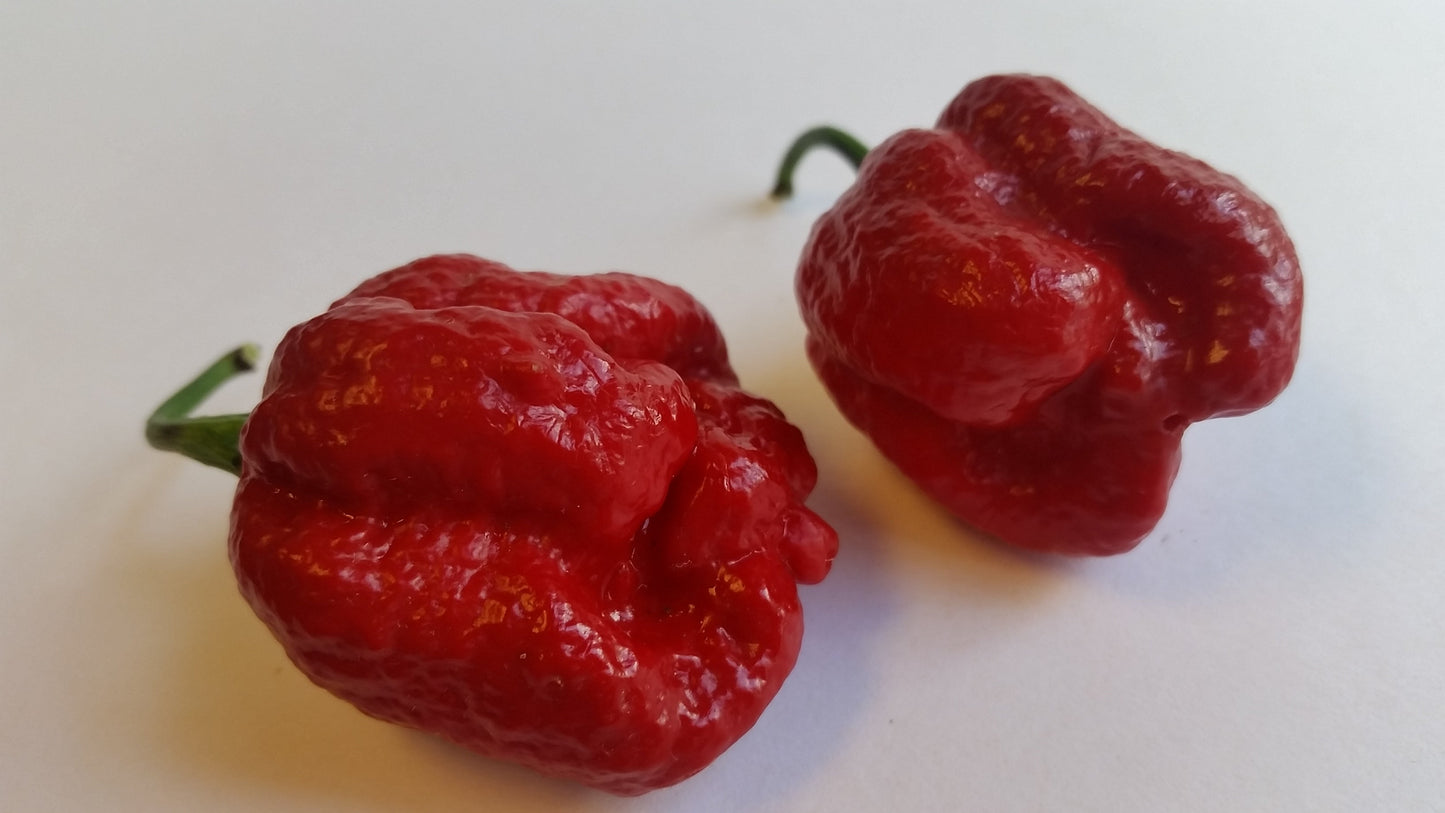 BTR Butch T Reaper Scorpion - Seeds