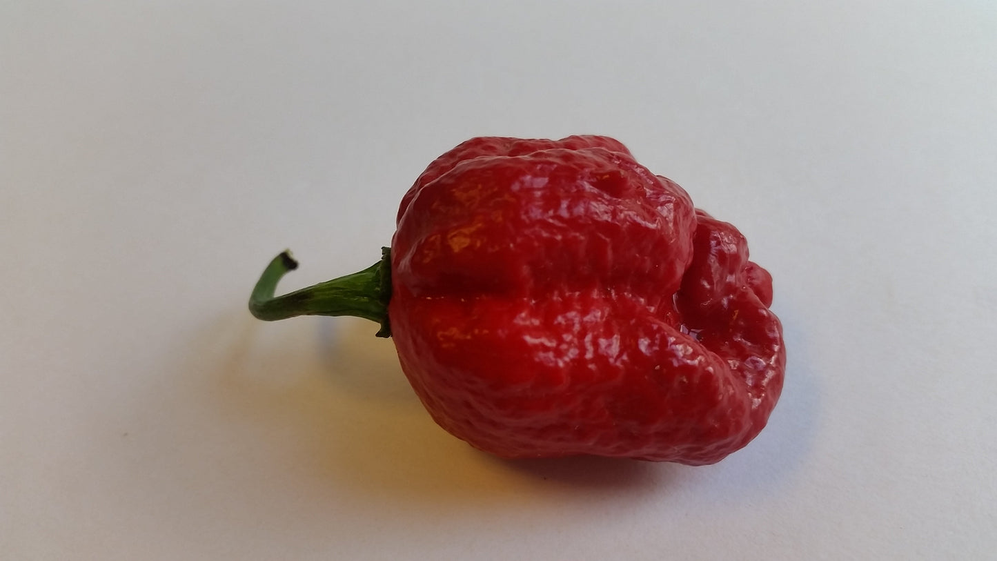 BTR Butch T Reaper Scorpion - Seeds