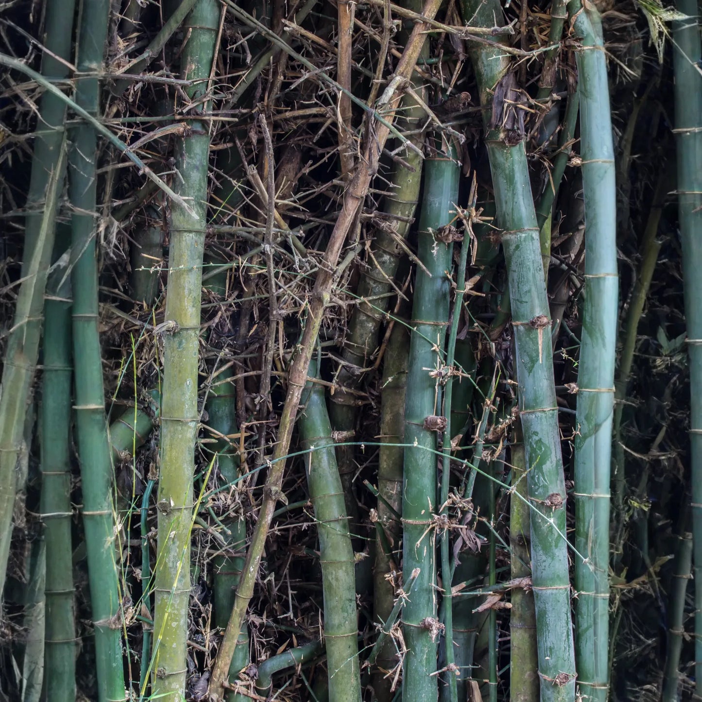 Bamboo 'Oldhamii' (Bambusa oldhamii)