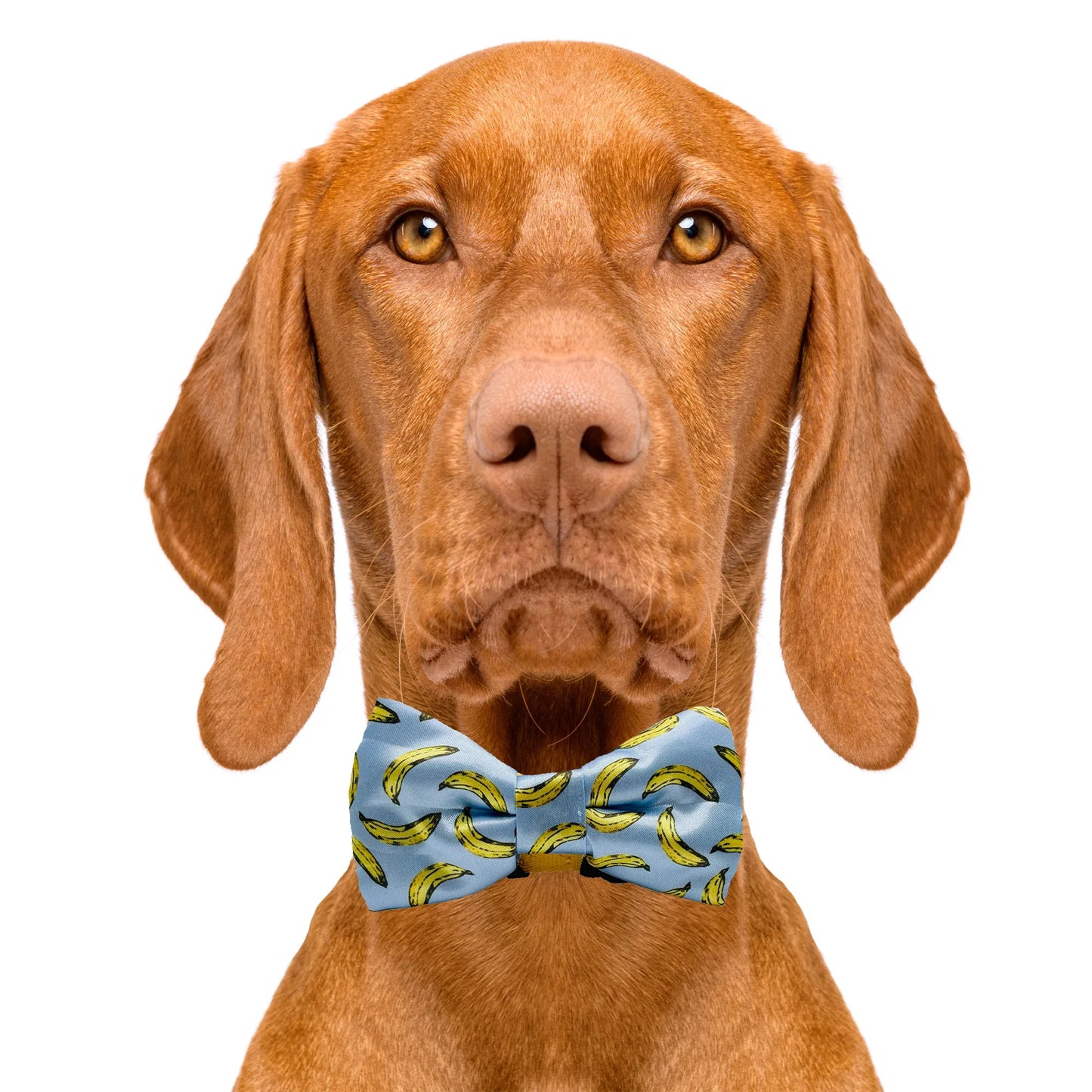Banana Light Blue Dog Bow Tie
