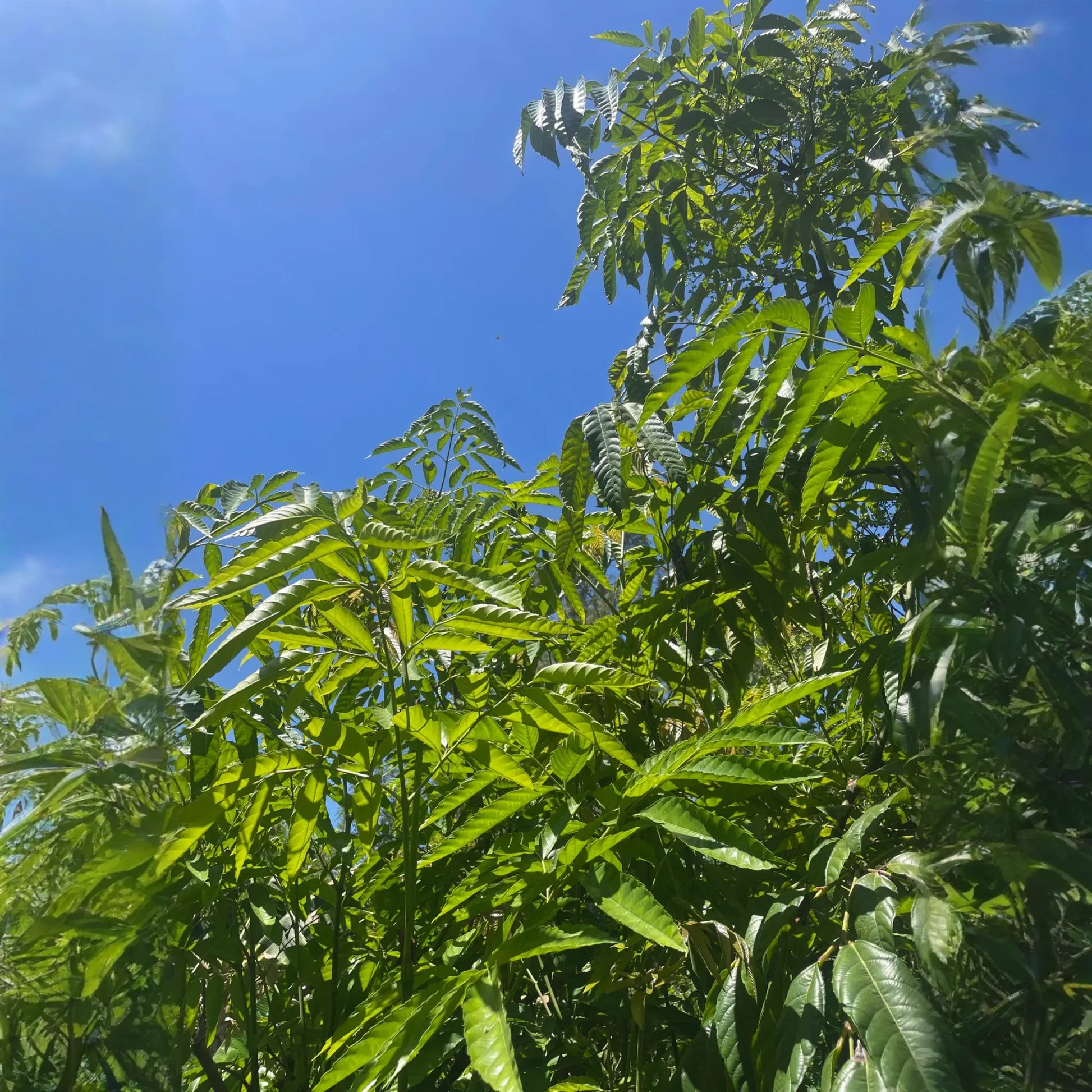 Bandicoot Berry (Leea indica)