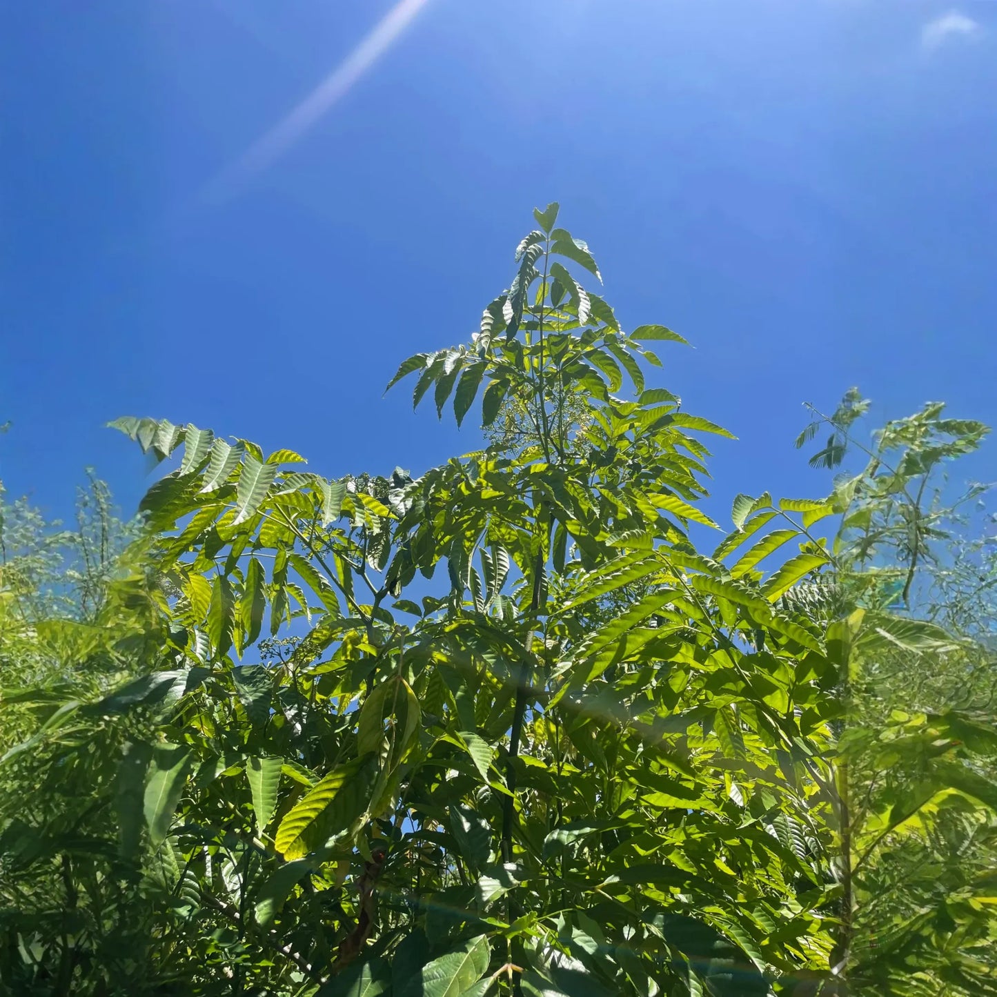 Bandicoot Berry (Leea indica)