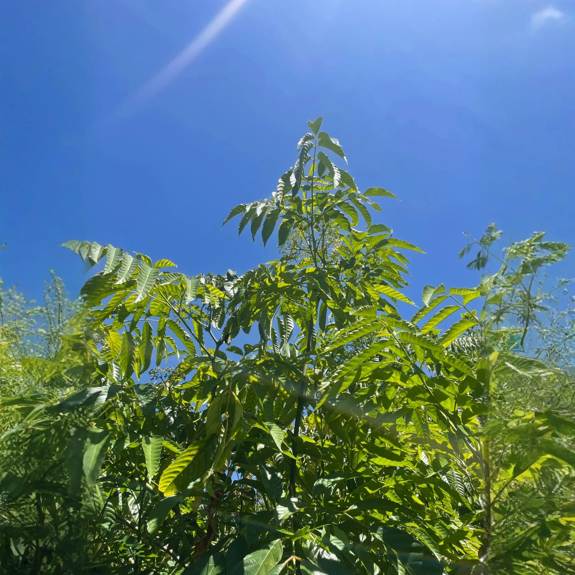 Bandicoot Berry (Leea indica)