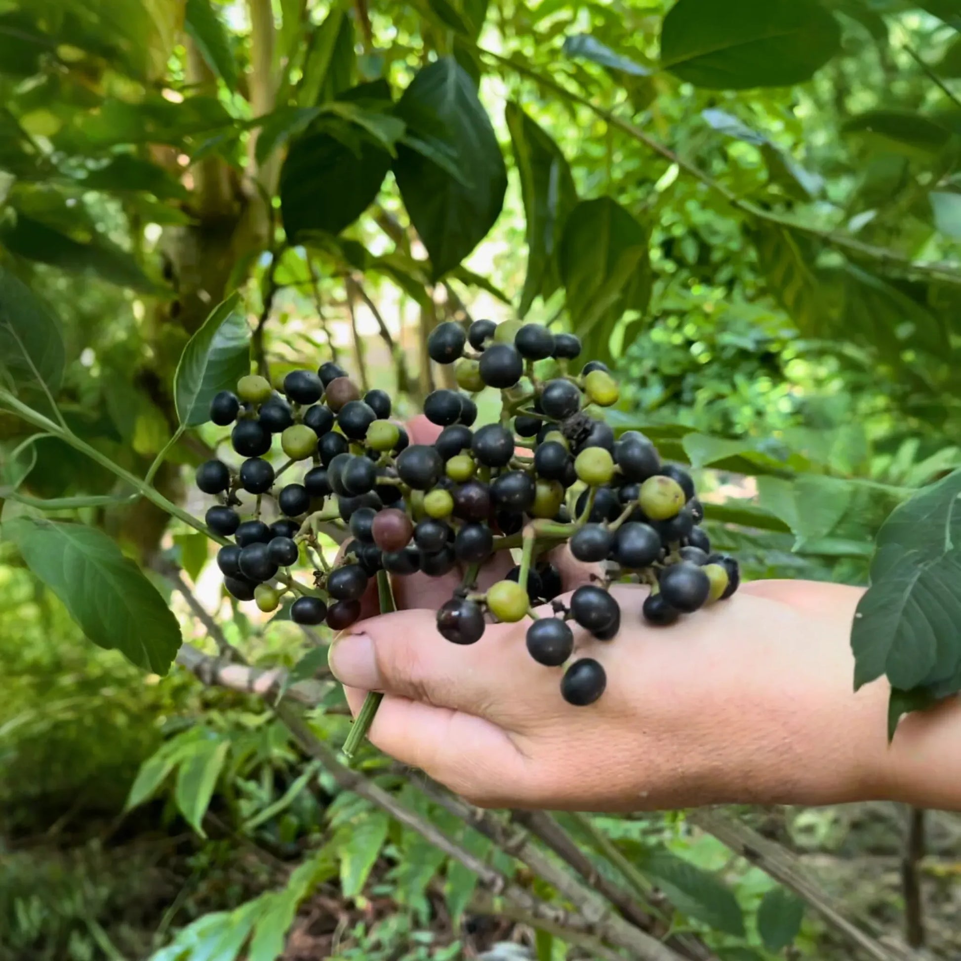 Bandicoot Berry (Leea indica)