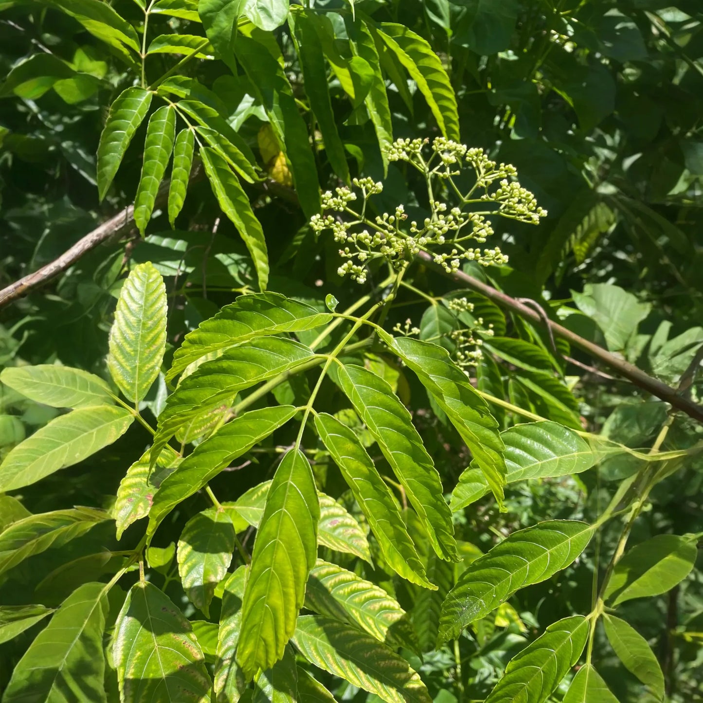 Bandicoot Berry (Leea indica)
