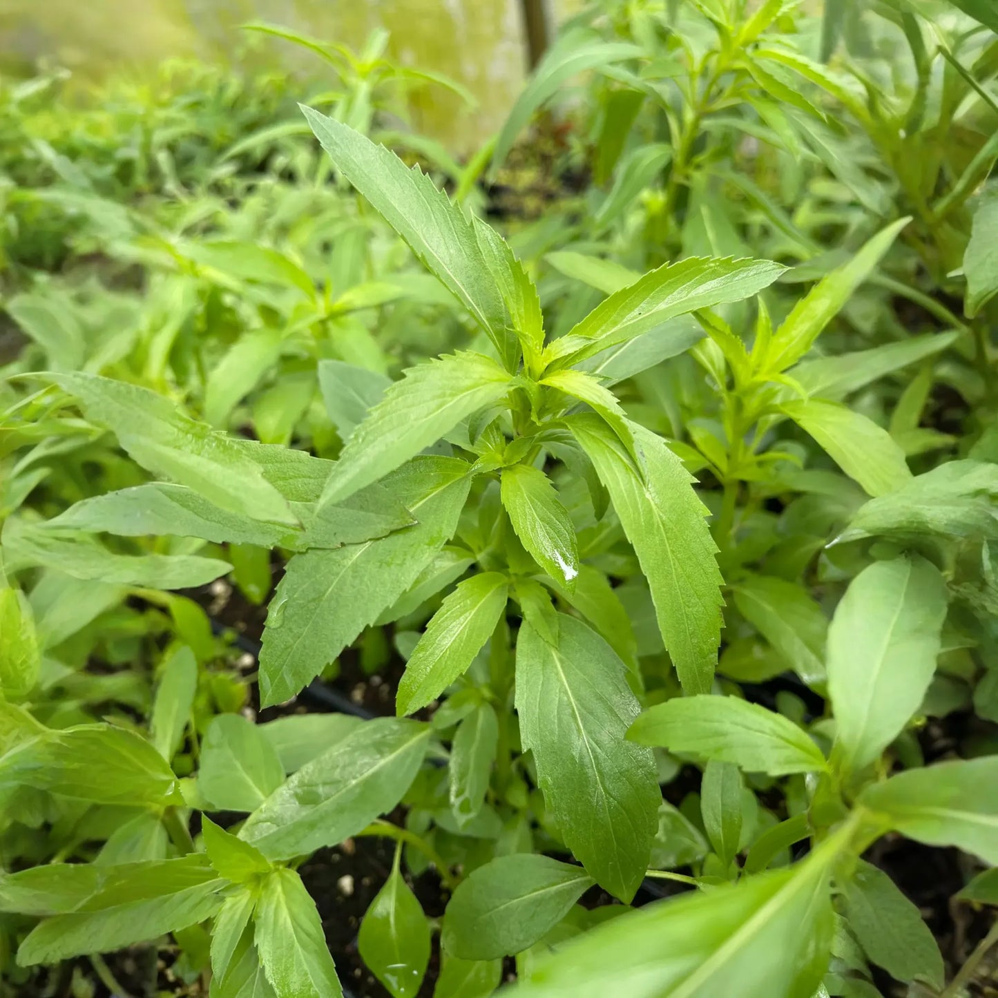 Bergamot 'Lemon' (Monarda citriodora)