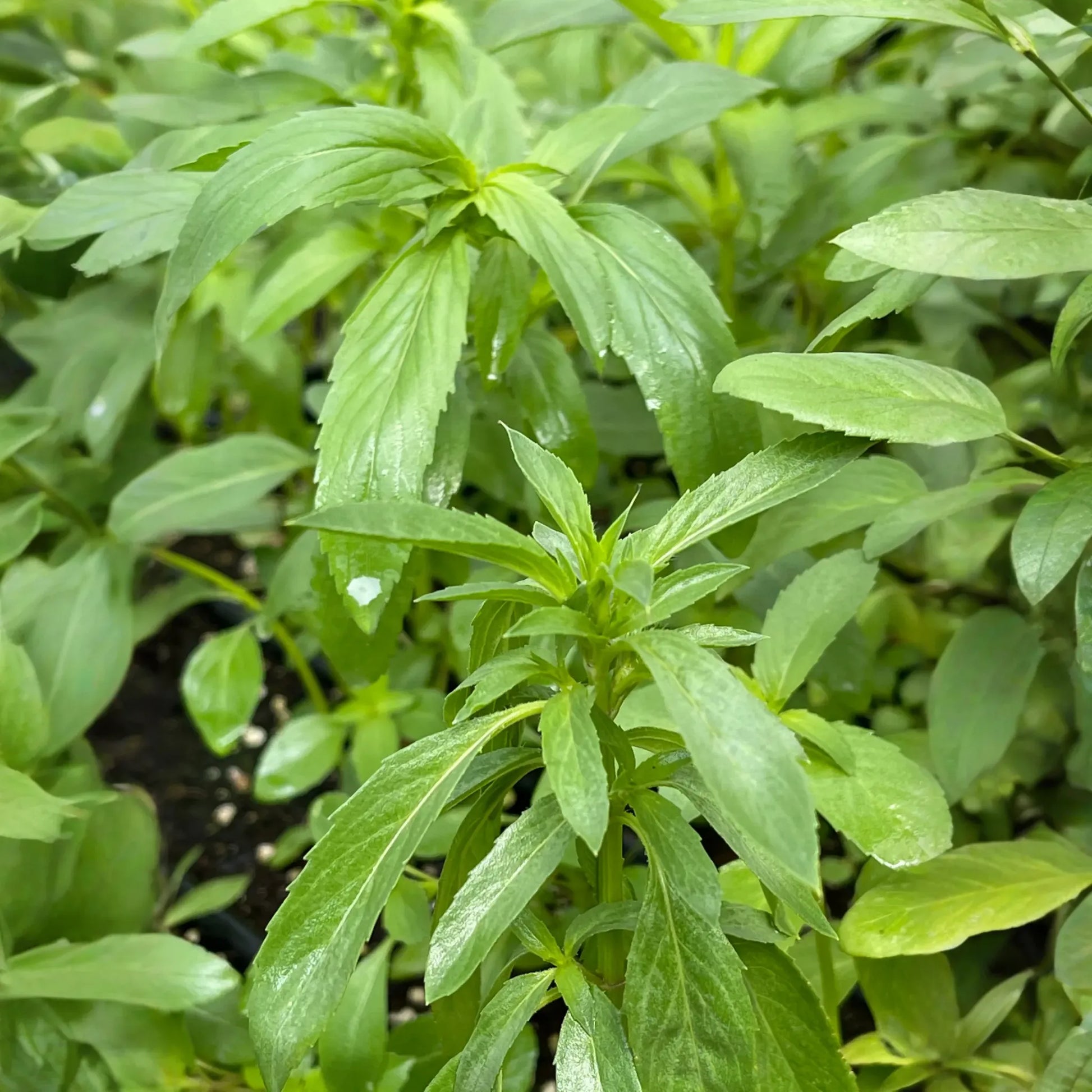Bergamot 'Lemon' (Monarda citriodora)