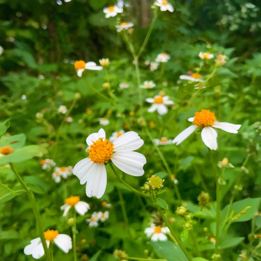 Spanish Needle (Bidens Alba)