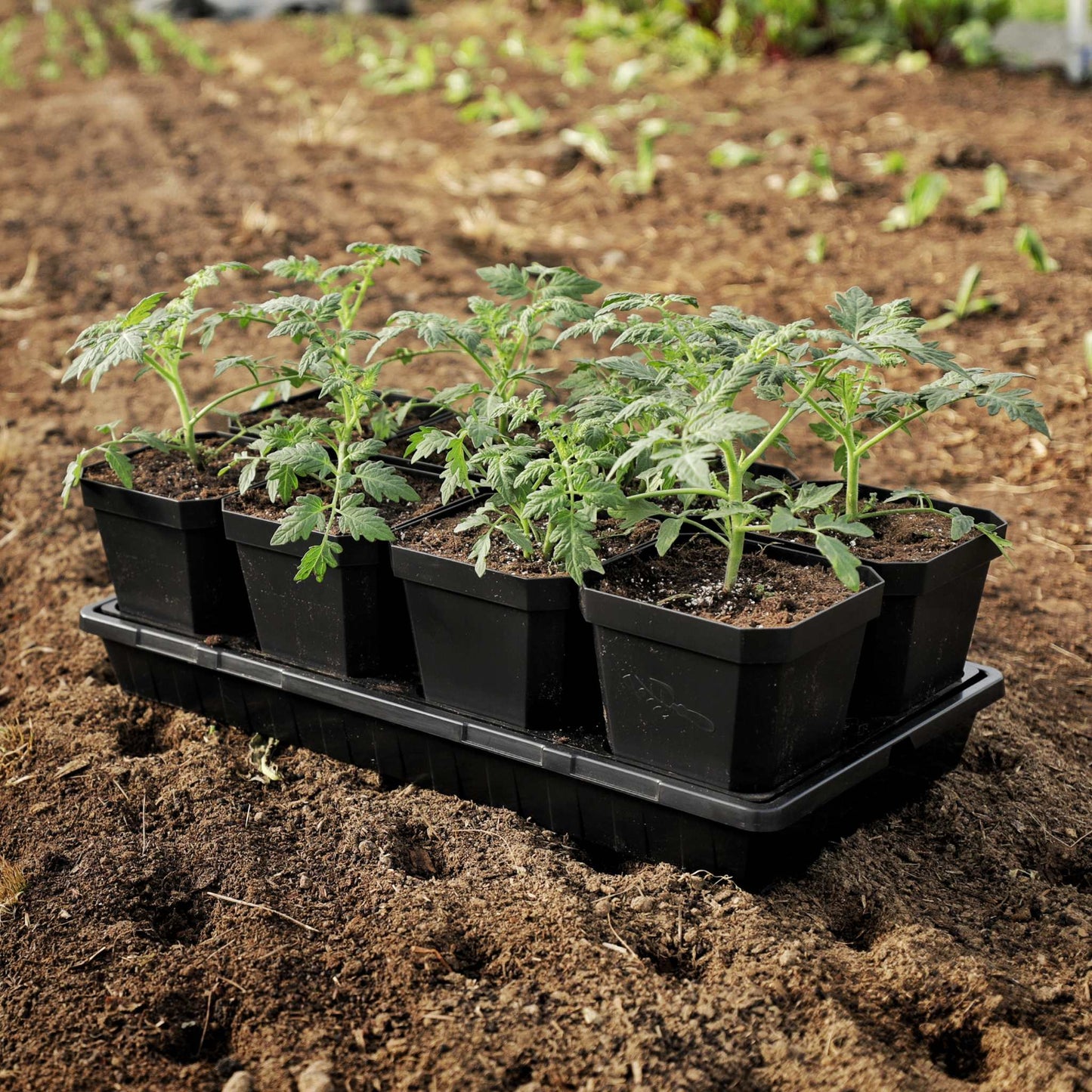5" Nursery Pots with Insert Tray