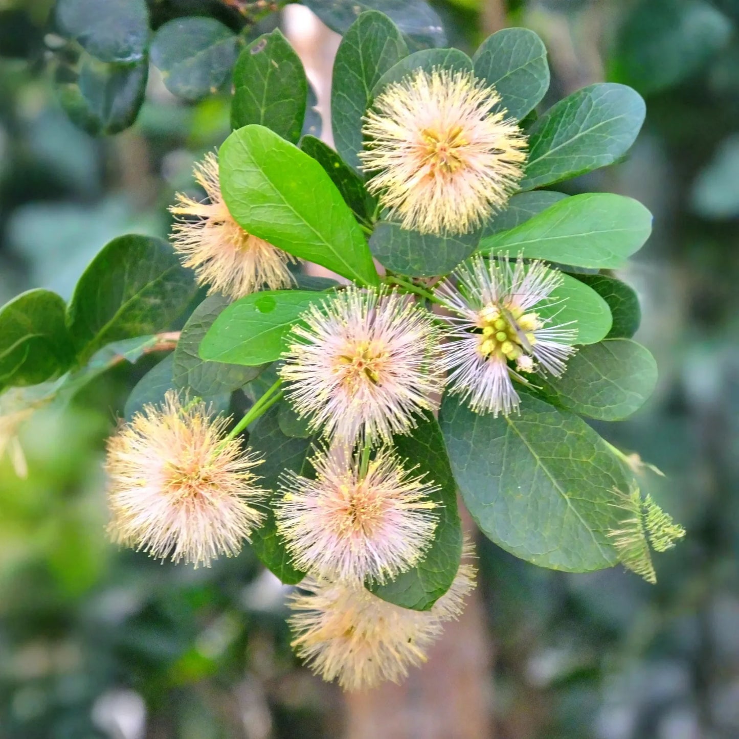 Black Bead (Pithecellobium keyense)