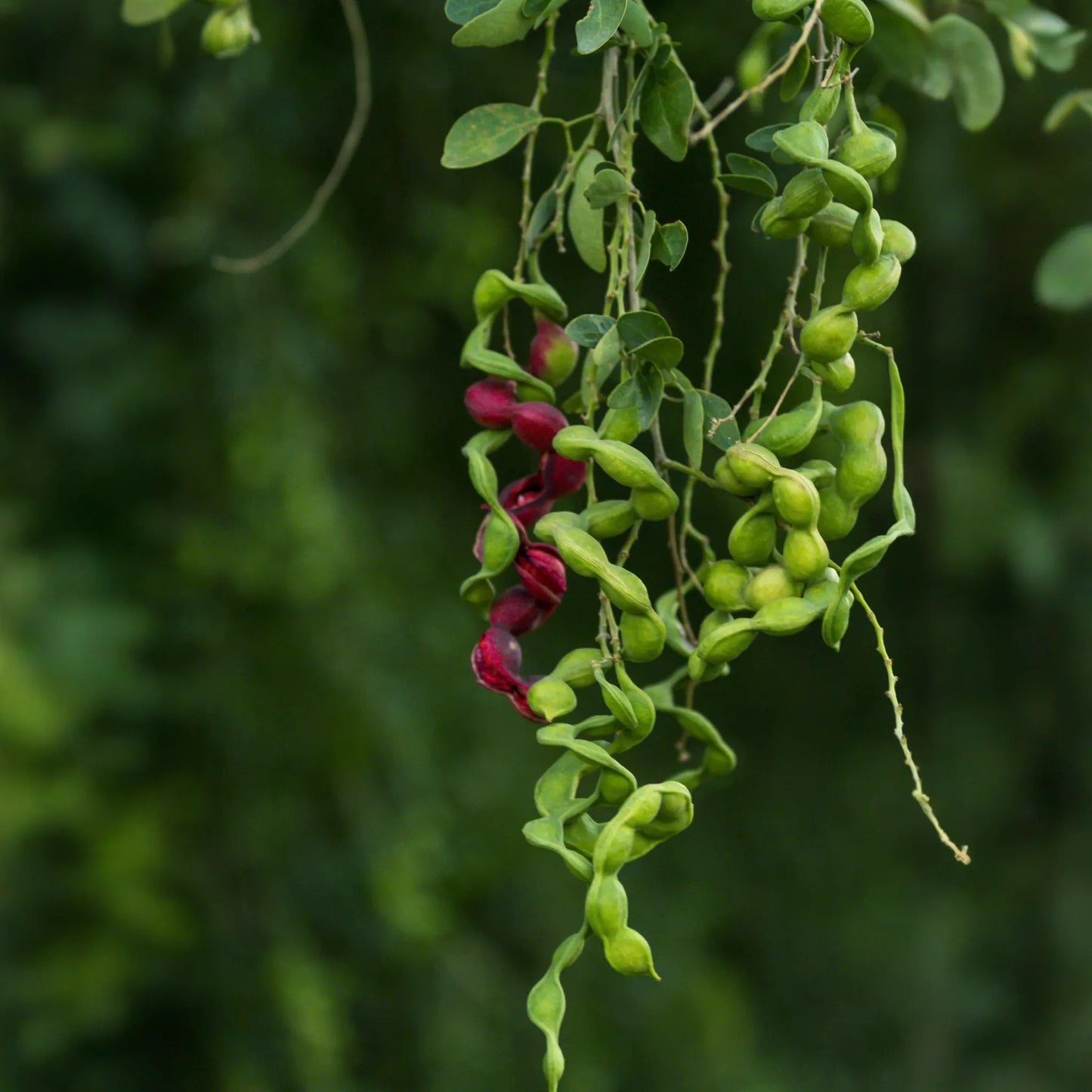 Black Bead (Pithecellobium keyense)