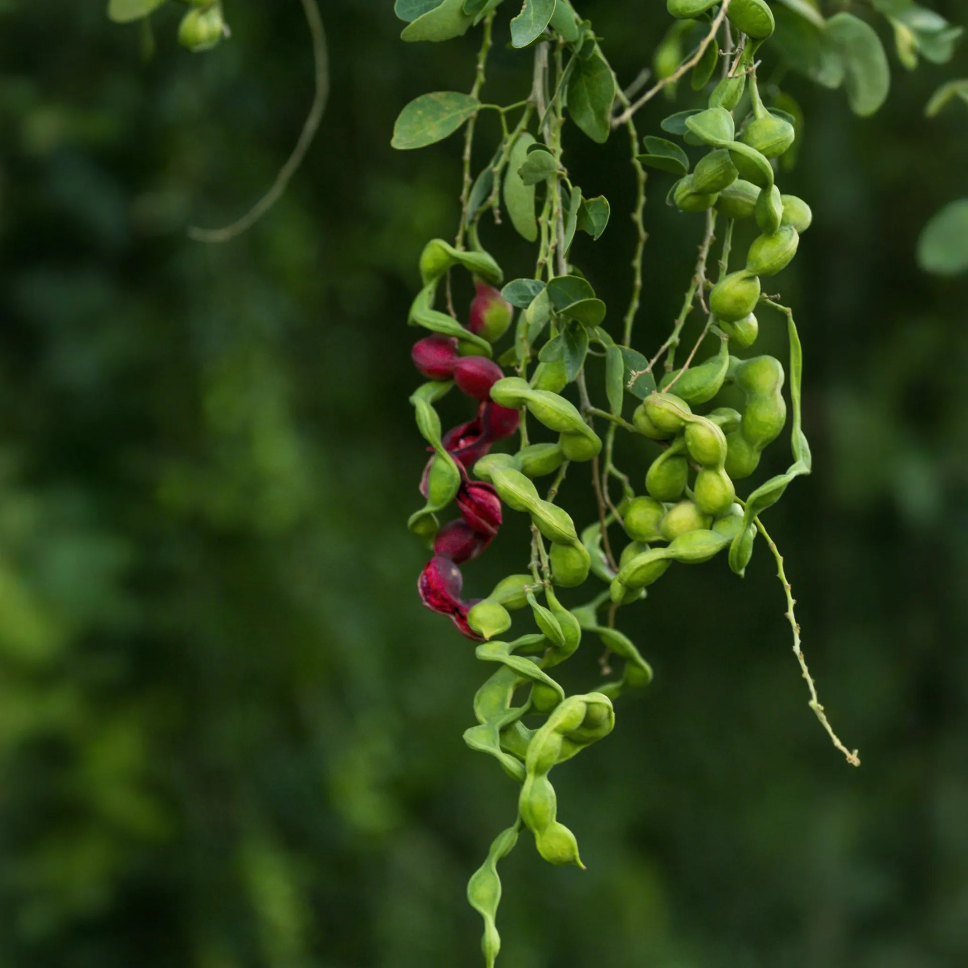 Black Bead (Pithecellobium keyense)