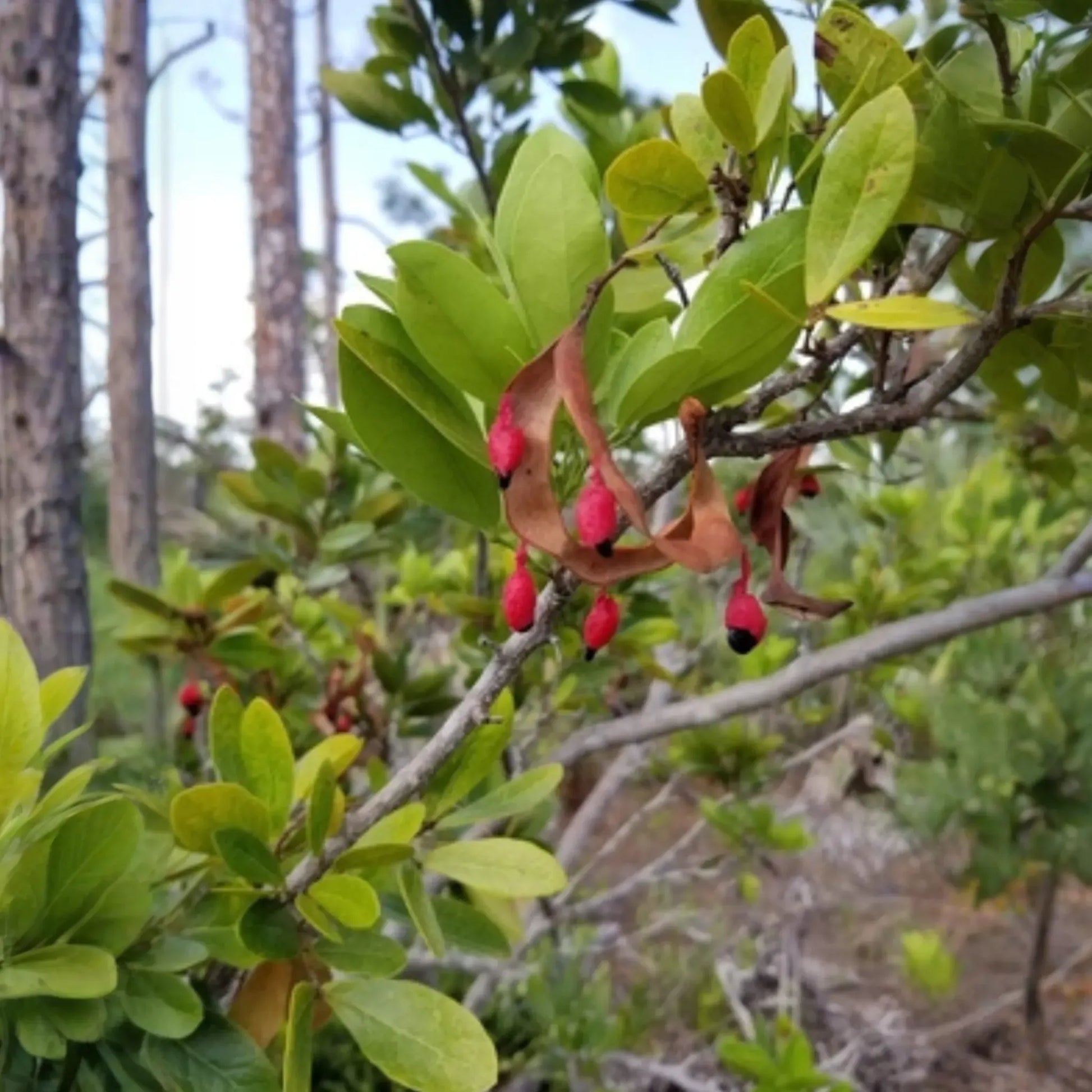 Black Bead (Pithecellobium keyense)