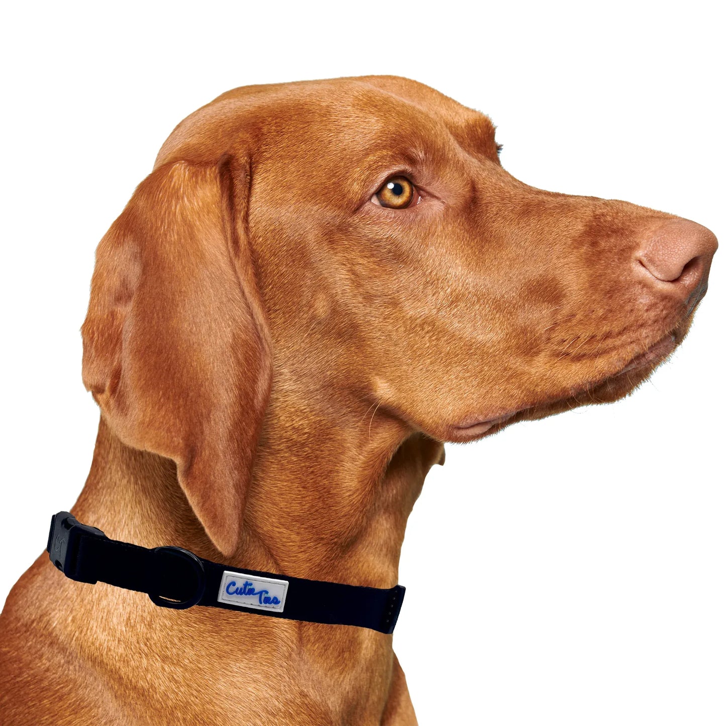 Black Dog Collar