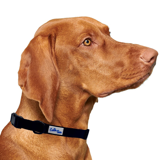 Black Dog Collar