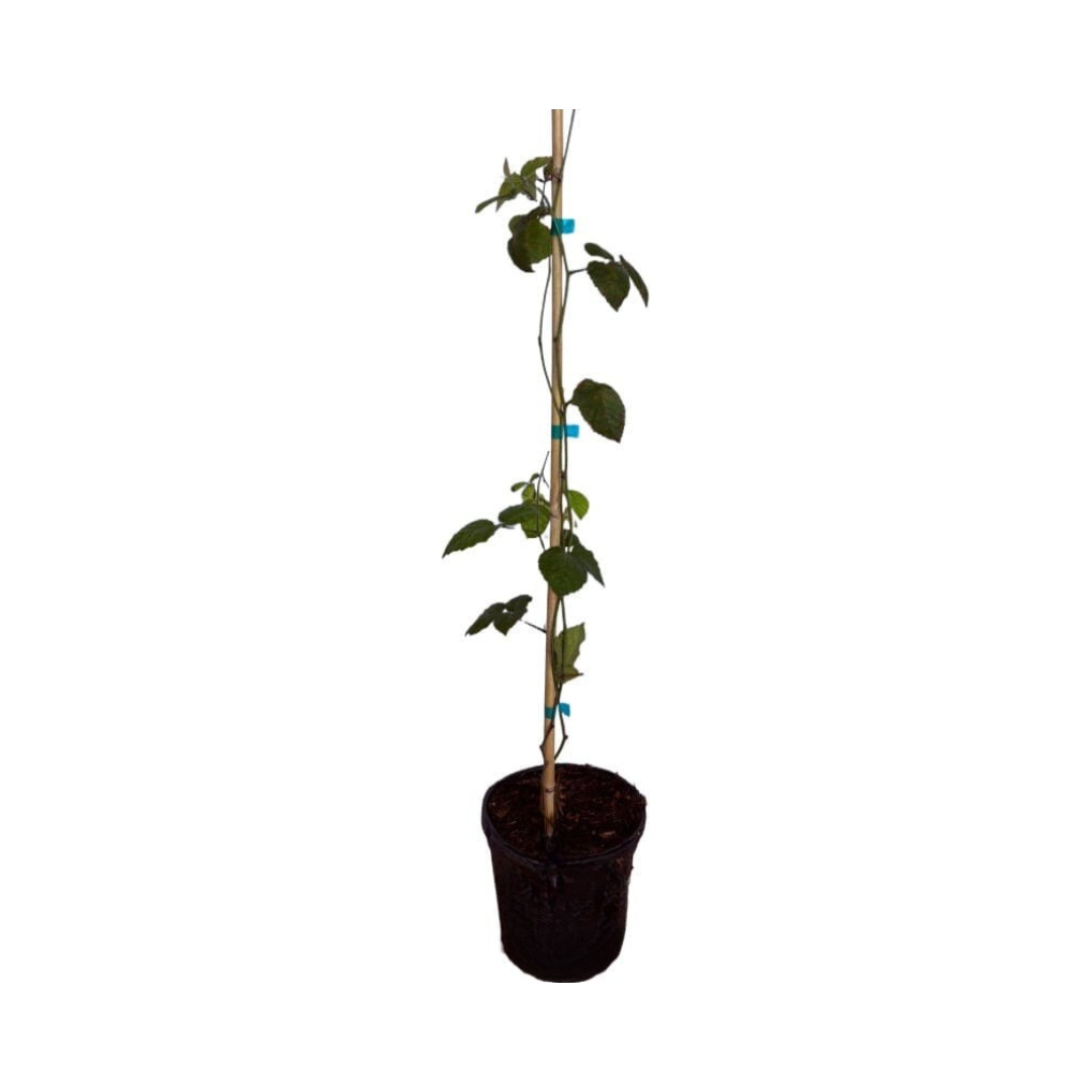 Triple Crown Blackberry Plant