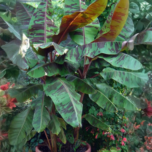 Blood Banana (Musa acuminata var. zebrina)