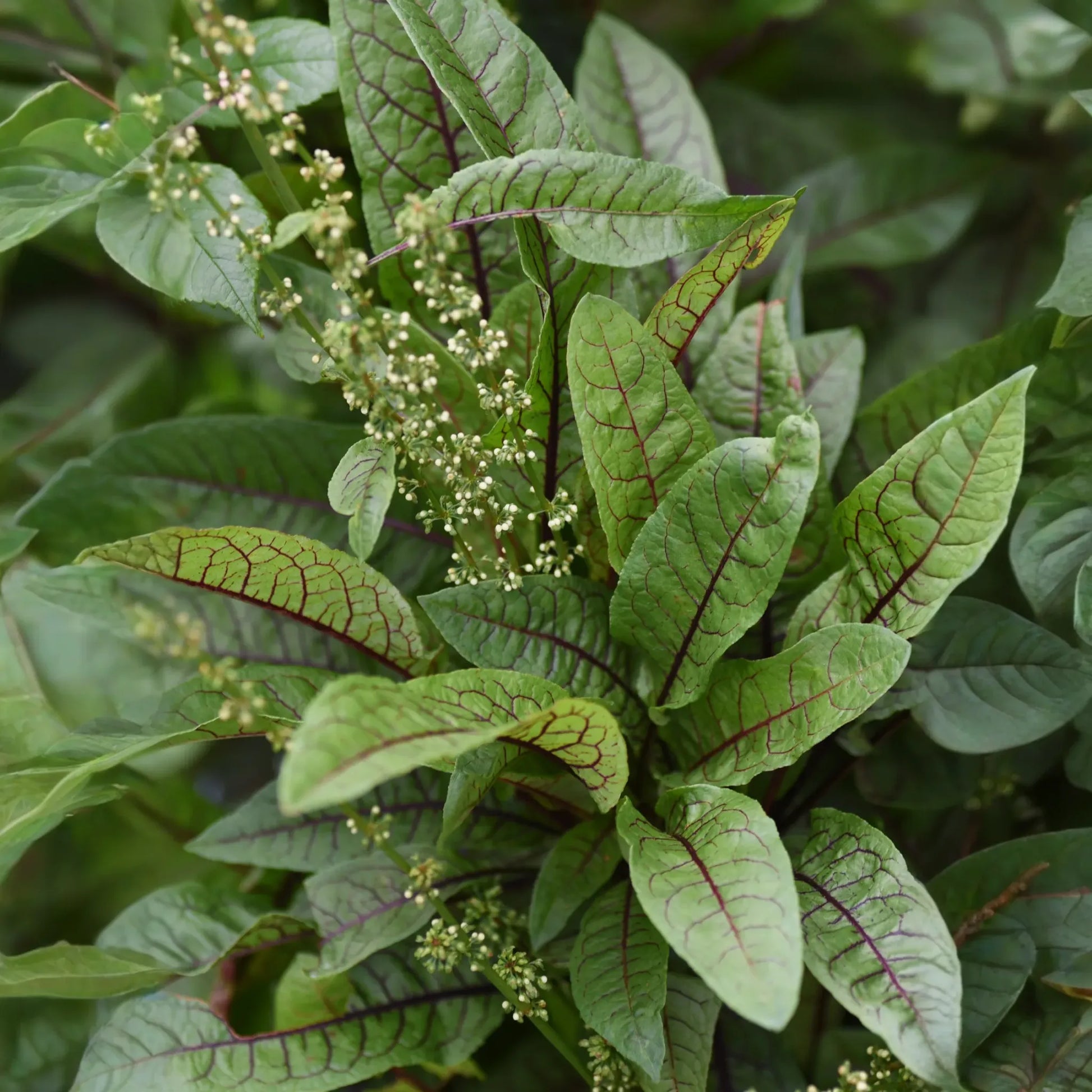 Bloody Dock (Rumex sanguineus)