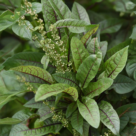 Bloody Dock (Rumex sanguineus)
