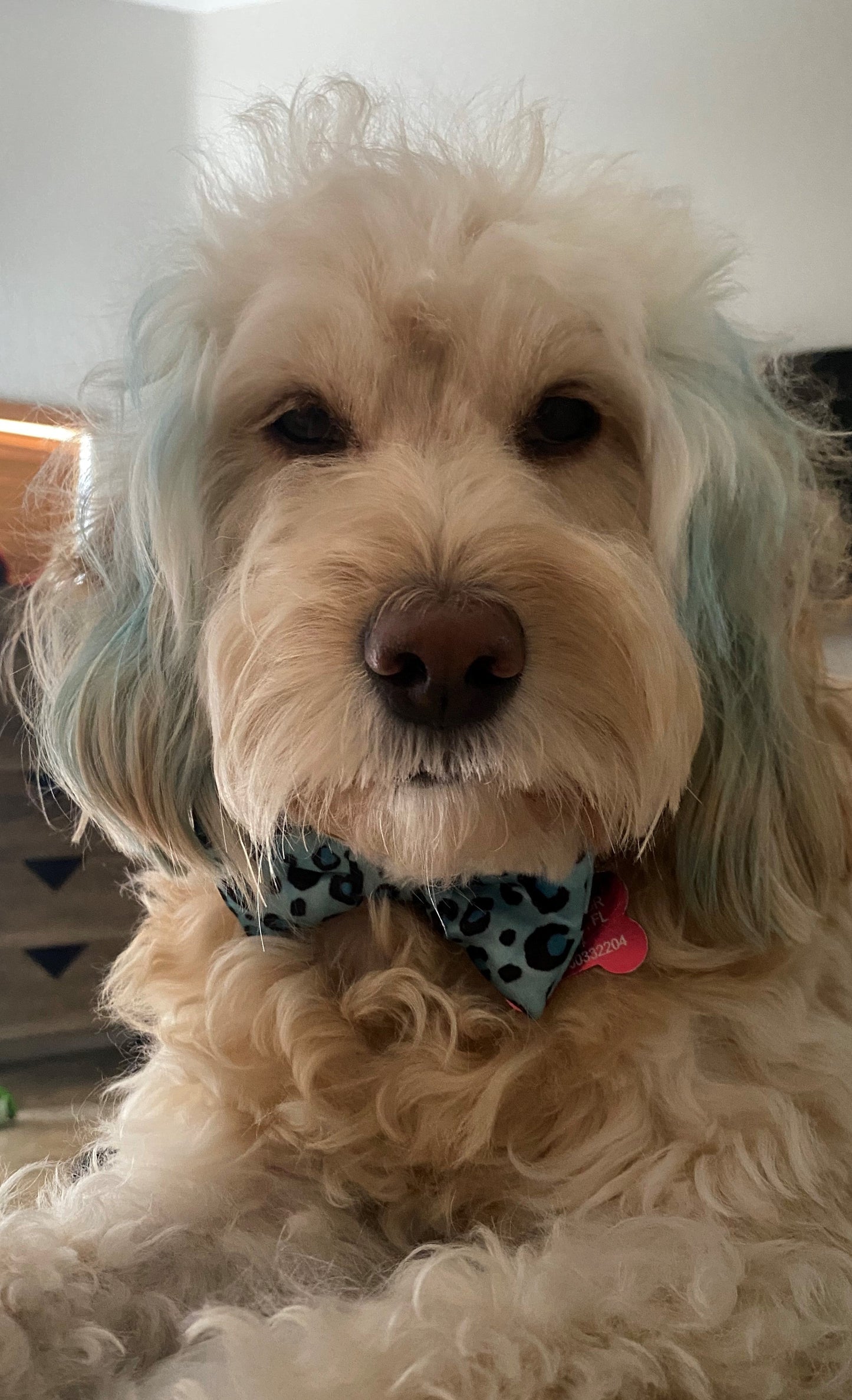 Blue Cheetah Print Dog Bow Tie