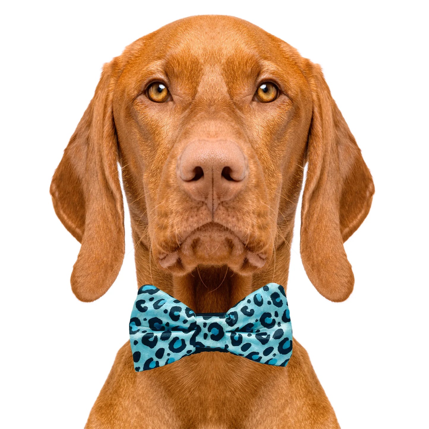 Blue Cheetah Print Dog Bow Tie