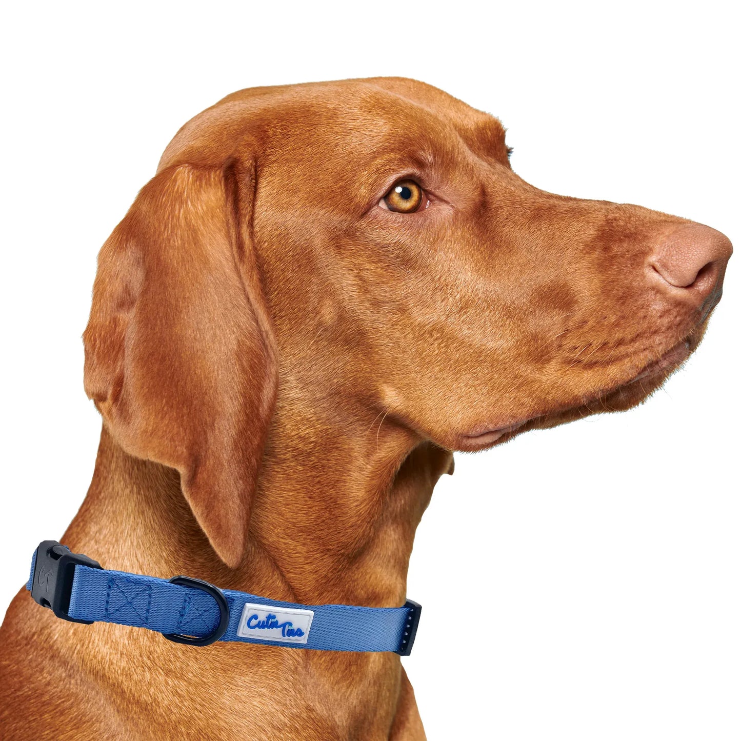 Blue Dog Collar