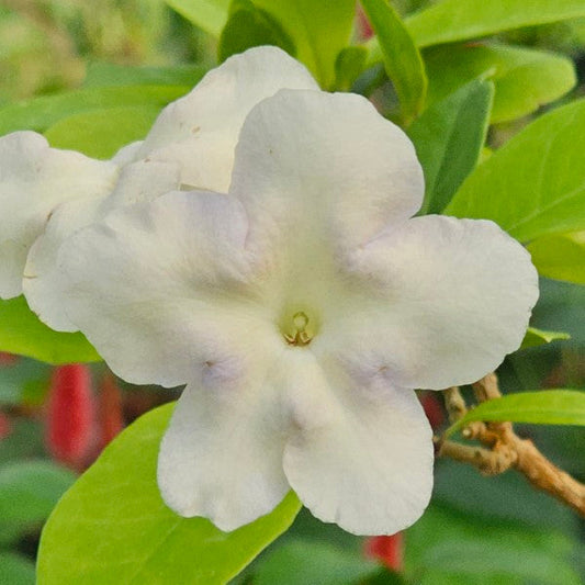 3 Lady of the Night Plants (Brunfelsia americana) – Live Bare Root Starters – Fragrant Night Blooms, Tropical Shrub, Rare Perfume Plant