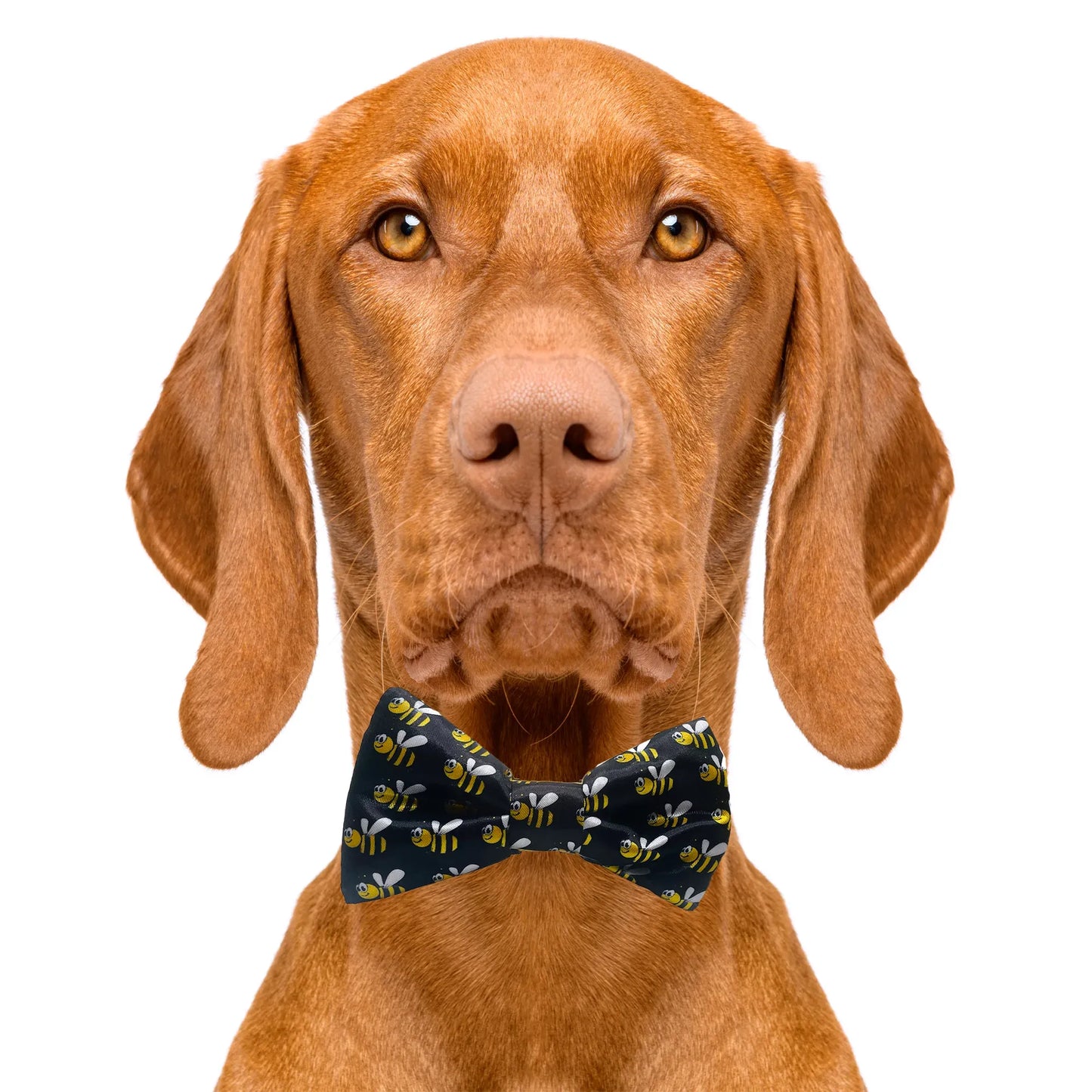 Bumblebee Black Dog Bow Tie