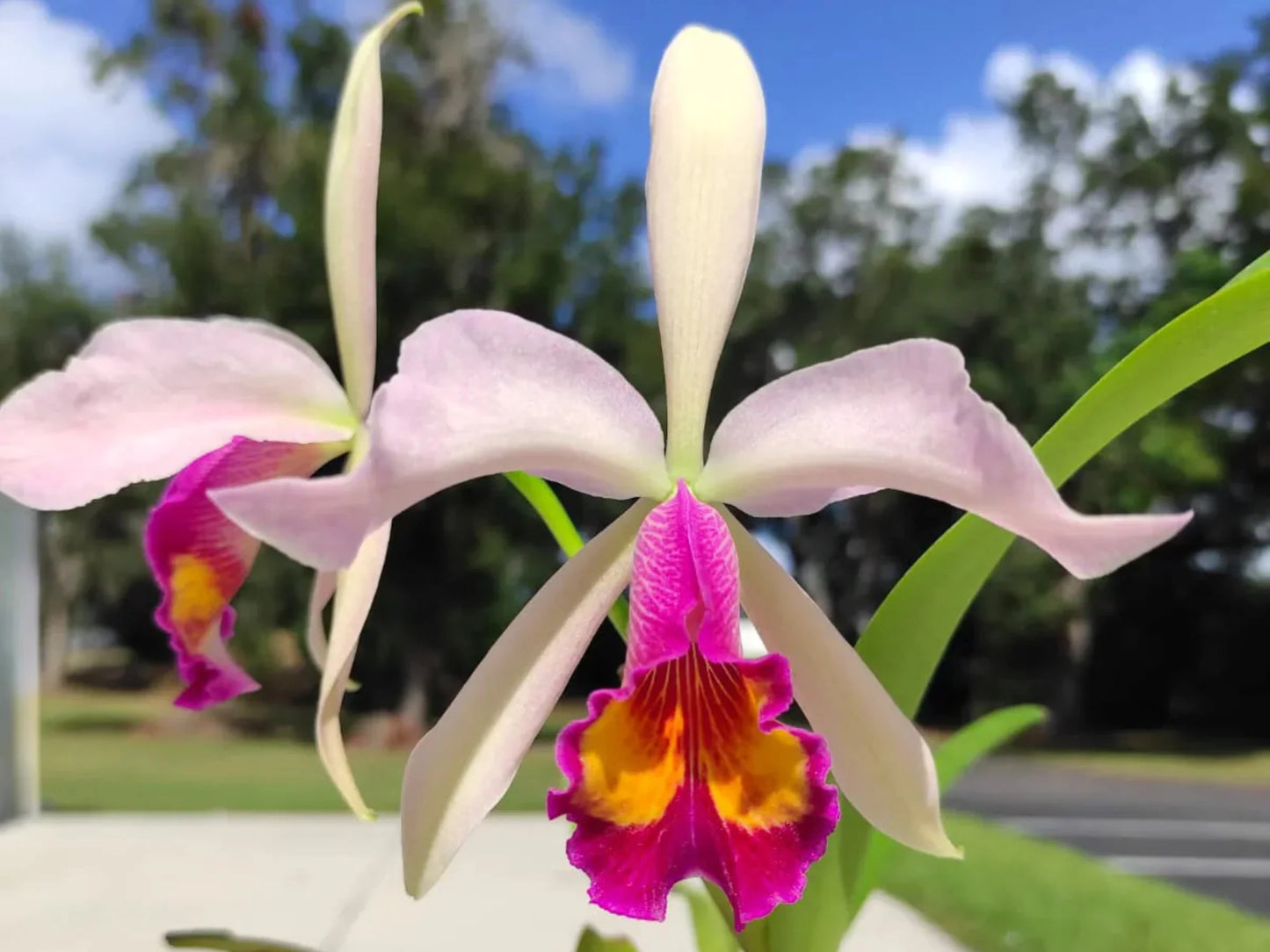 Cattleya Kiat Tan