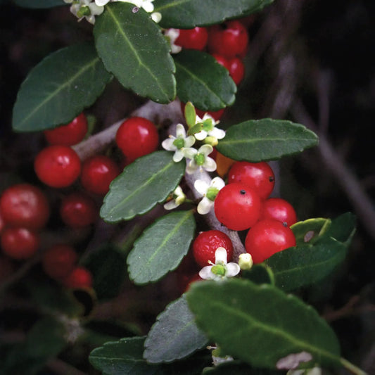 Yaupon Holly (Ilex vomitoria)