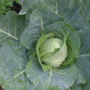 CABBAGE Seeds, Early Jersey Wakefield
