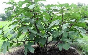 Fig, 'Chicago Hardy' (12-18 inch bare root plant)